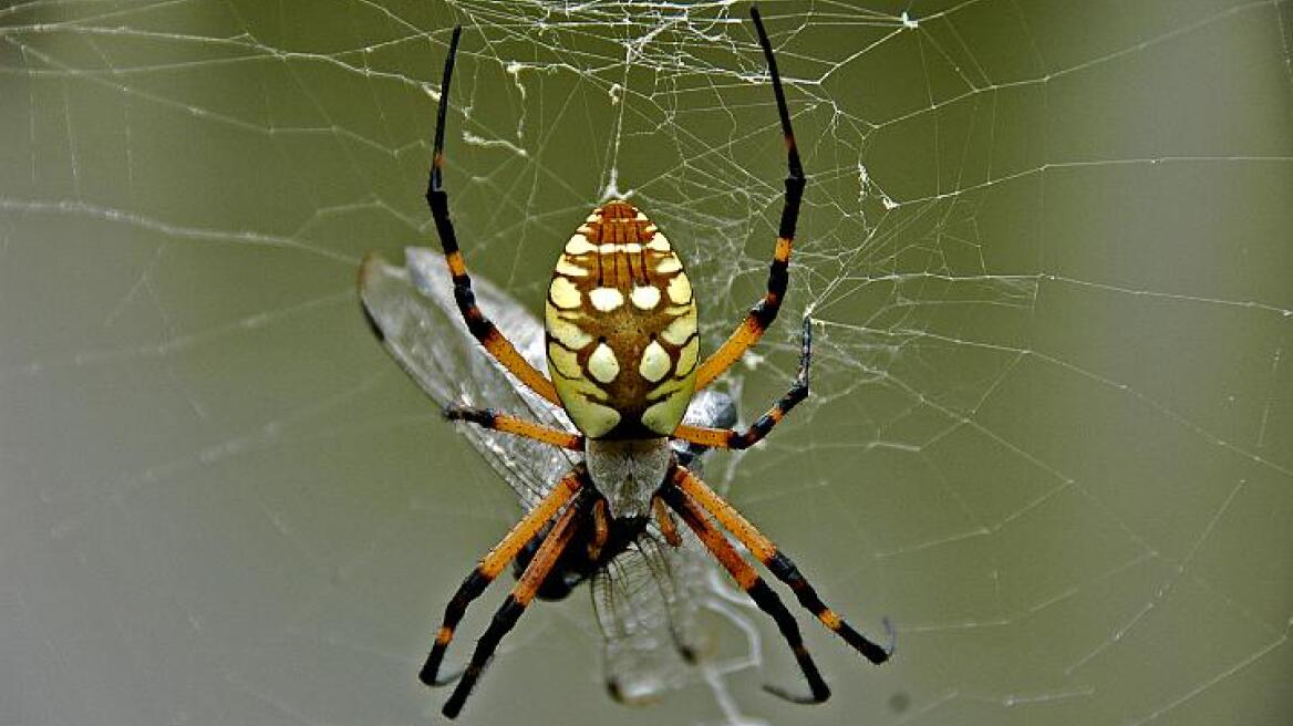 Έρευνα: Πόσα έντομα καταναλώνουν τον χρόνο οι αράχνες;