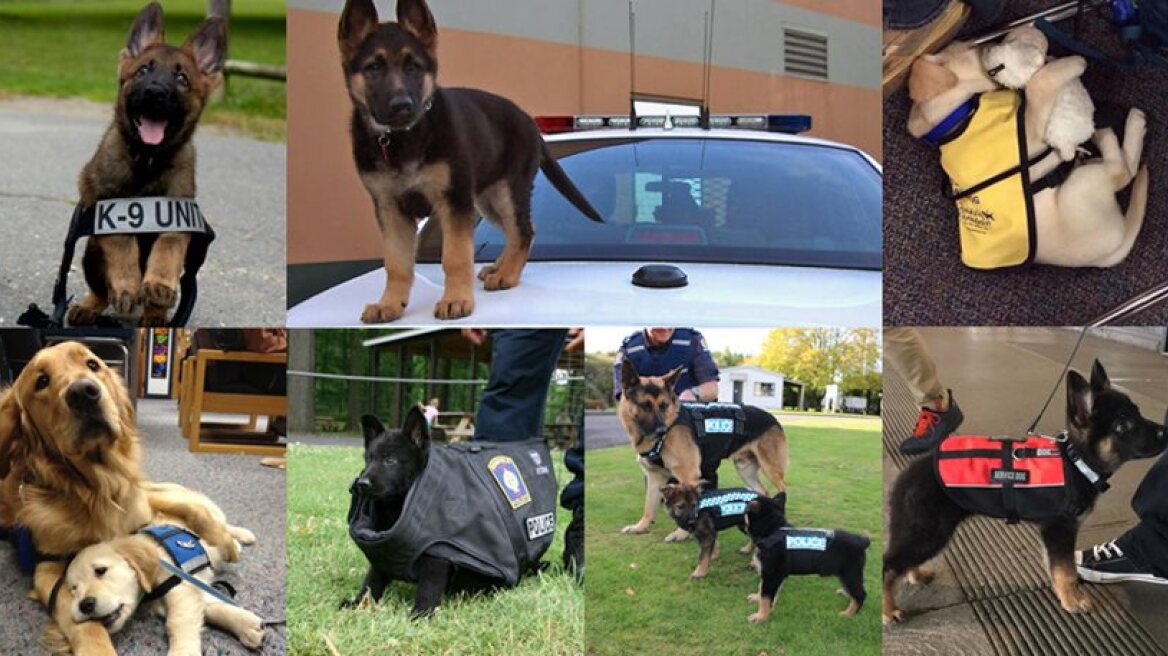 10 puppies on their first day at work! (FUNNY PHOTOS)