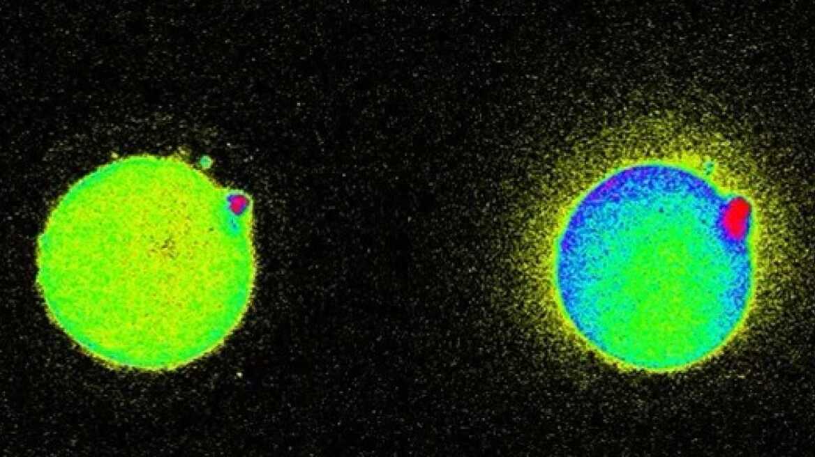 Bright flash of light marks incredible moment life begins when sperm meets egg (PHOTOS)