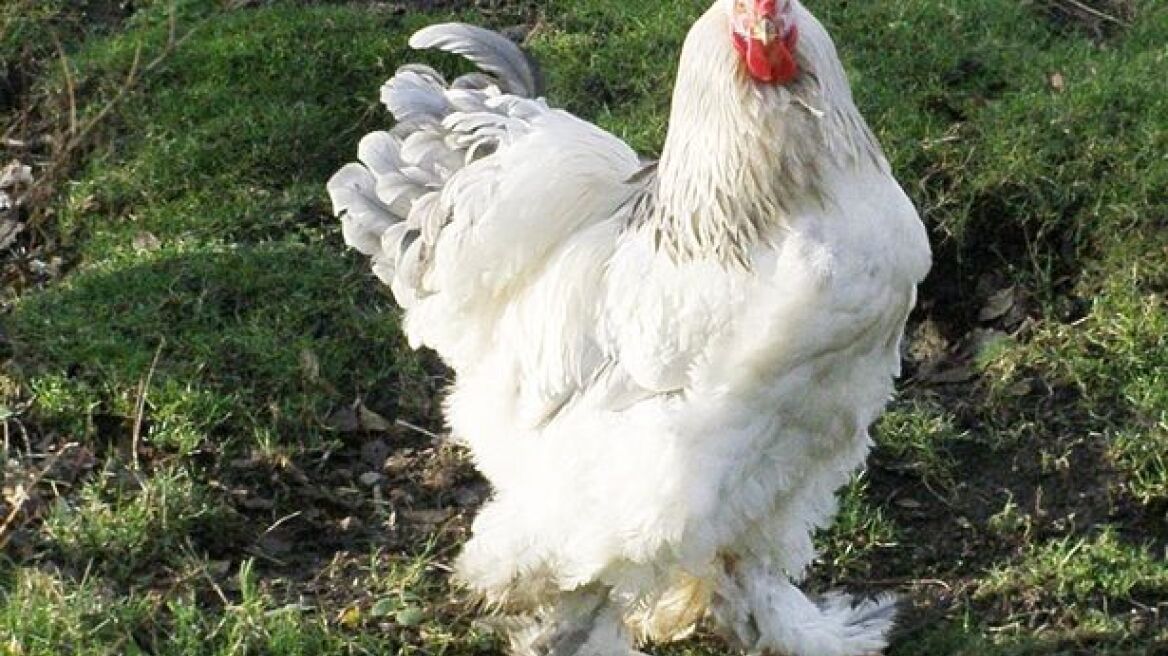 Βίντεο: Είναι αυτός ο κόκορας-γίγαντας το μεγαλύτερο πουλερικό στον κόσμο;