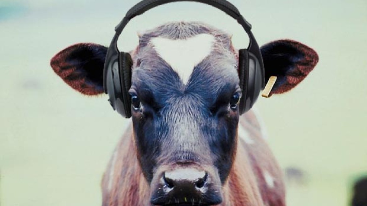 Cows react to accordion music! (video)