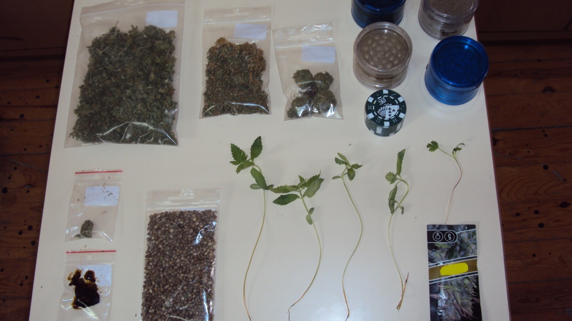 Δεν πρόλαβαν να βλαστήσουν τα χασισόδεντρα στο Ρέθυμνο