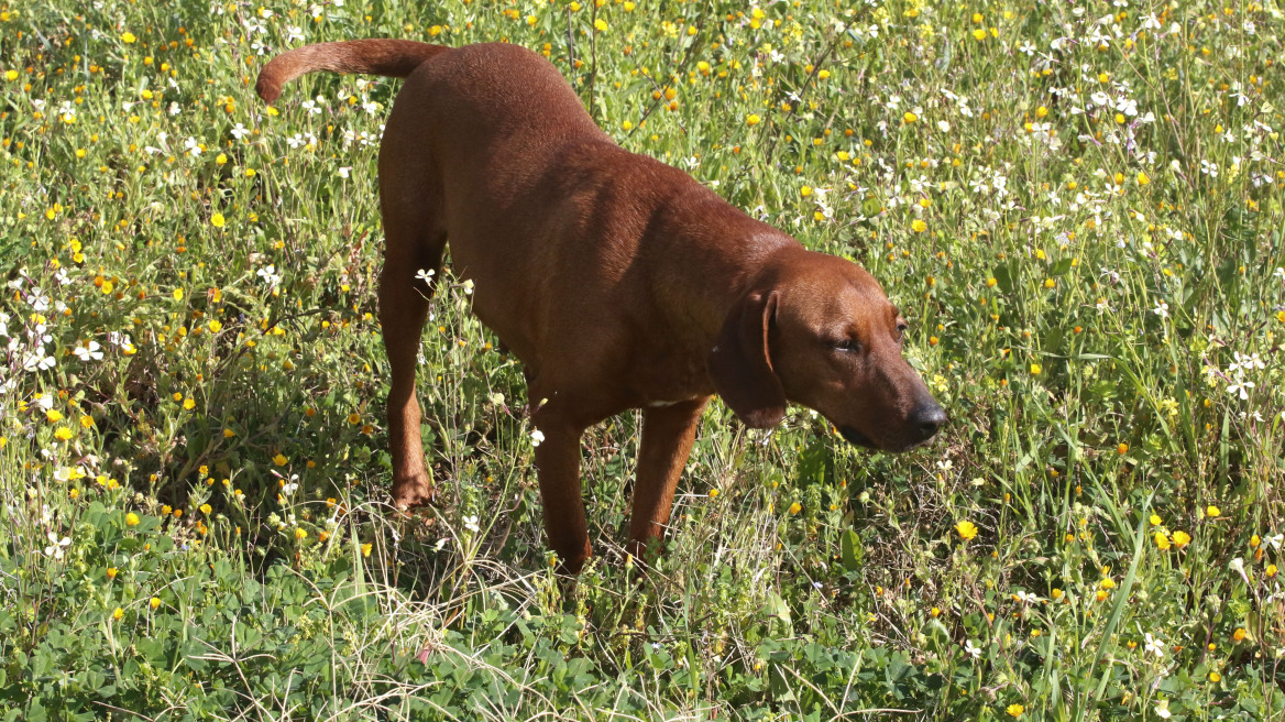 Σκύλος «συνέλαβε» ανήλικο διαρρήκτη στην Πάτρα