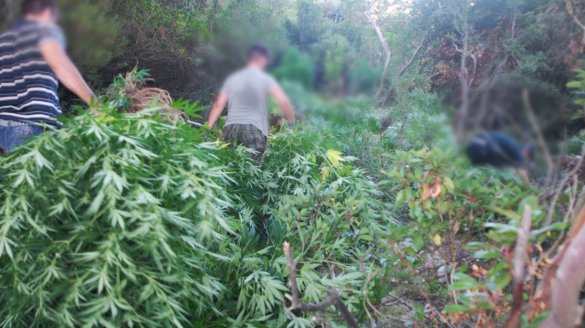 Καλαμάτα: Έντεκα χρόνια φυλακή για χασισοφυτεία με 992 δενδρύλλια