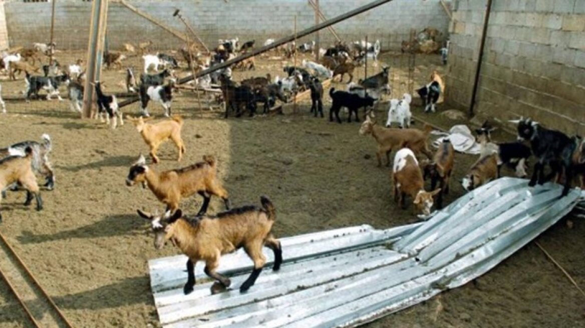 Ηράκλειο: Ηλικιωμένος ζωοκλέφτης είχε και παράνομα όπλα