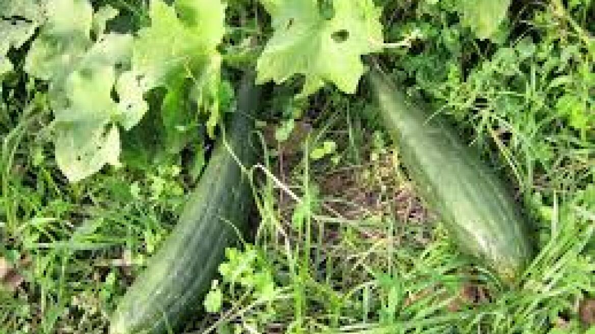 Έκλεβαν… αγγούρια αλλά τους τσάκωσαν οι παραγωγοί