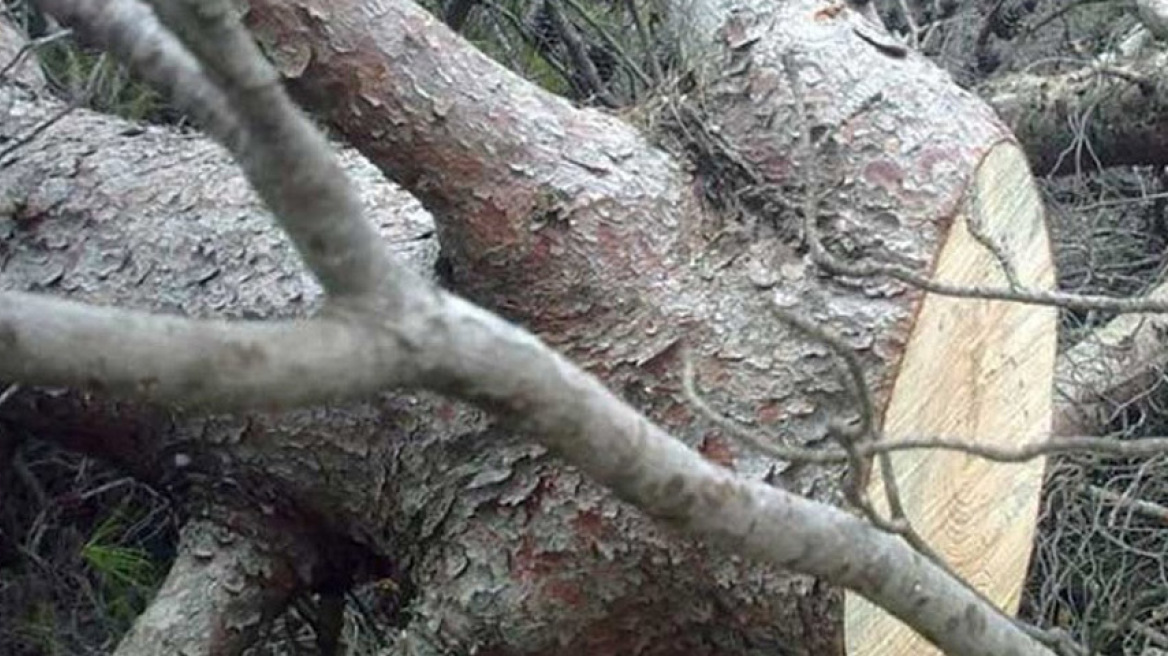 Τραγωδία στη Θράκη: 32χρονος καταπλακώθηκε από δέντρο