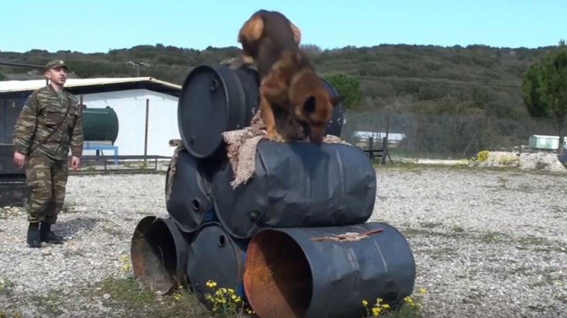 Βίντεο: Εντυπωσιακή εκπαίδευση σκύλων του στρατού