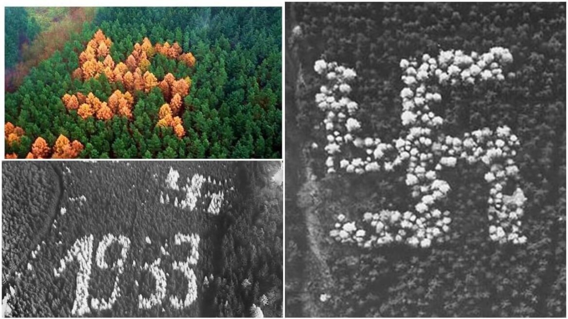 Nazi Nature: Mysterious WWII forest swastika remained unnoticed until 1992 (PHOTOS)