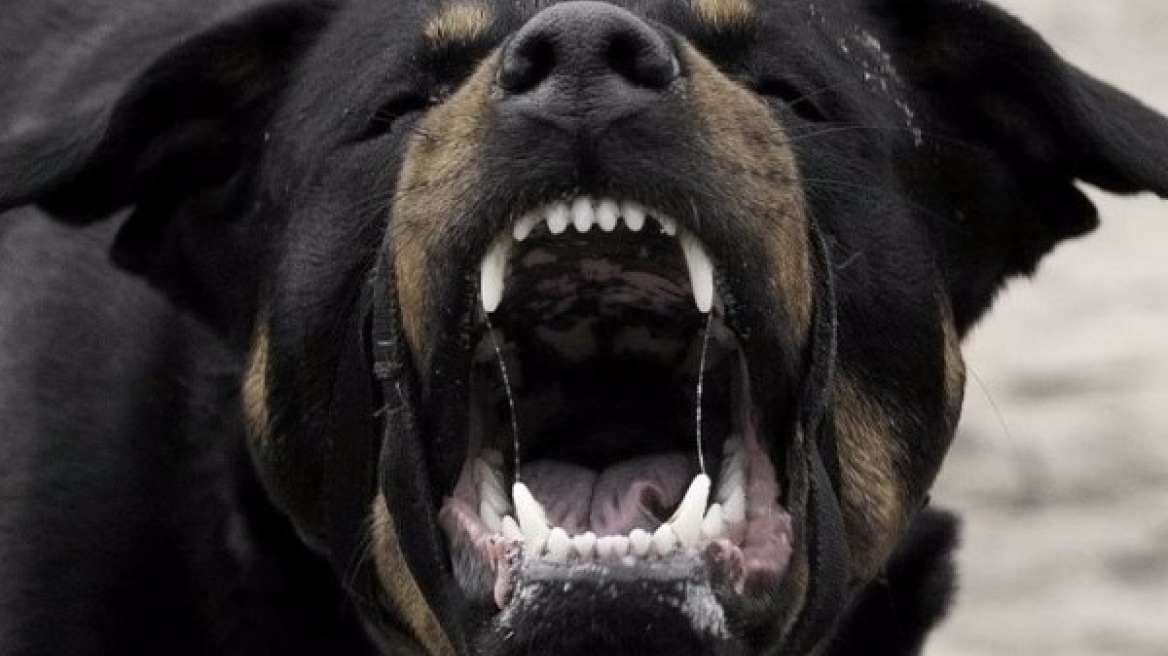 Χαλκίδα: Συνέλαβαν ιδιοκτήτη σκύλων που δάγκωσαν ηλικιωμένη