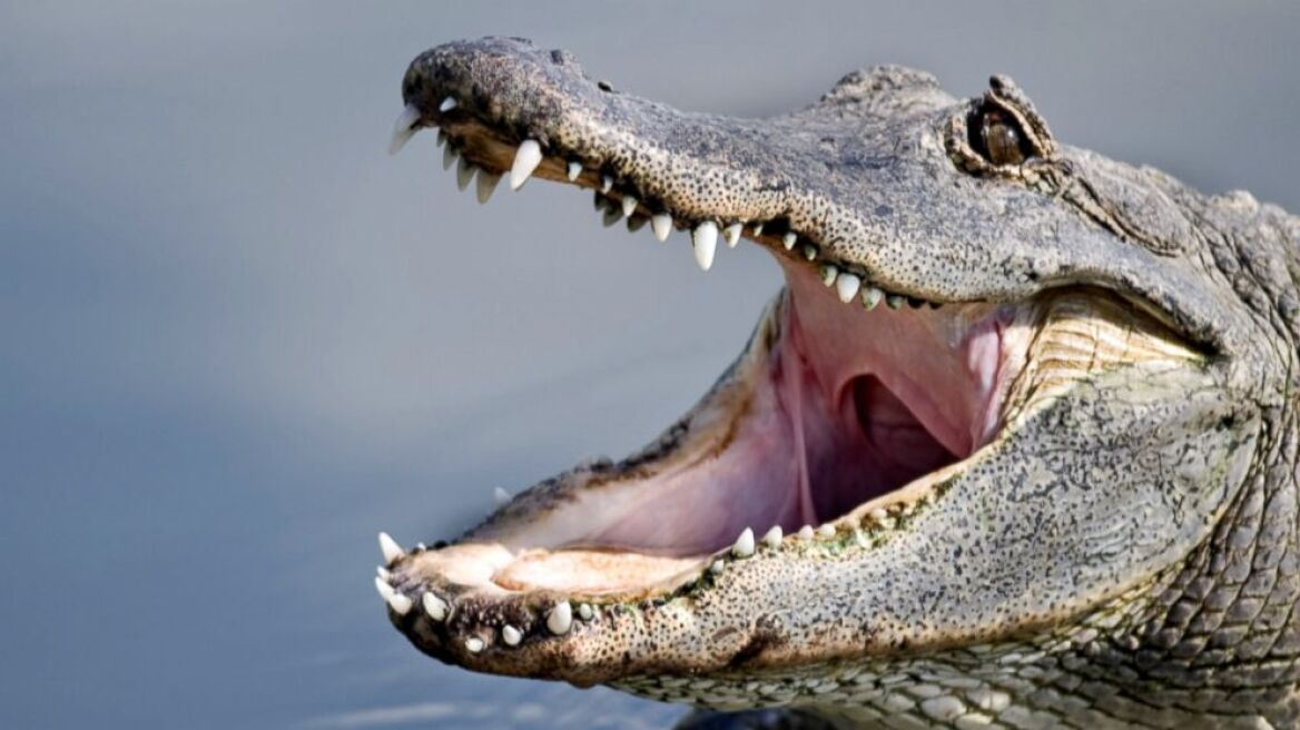 Alligator in attack mode against boat (scary video)