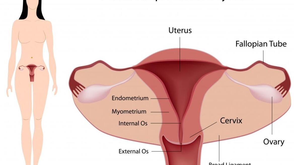 Επιστήμονες κατάφεραν να δημιουργήσουν γυναικείο ενδομήτριο στο εργαστήριο