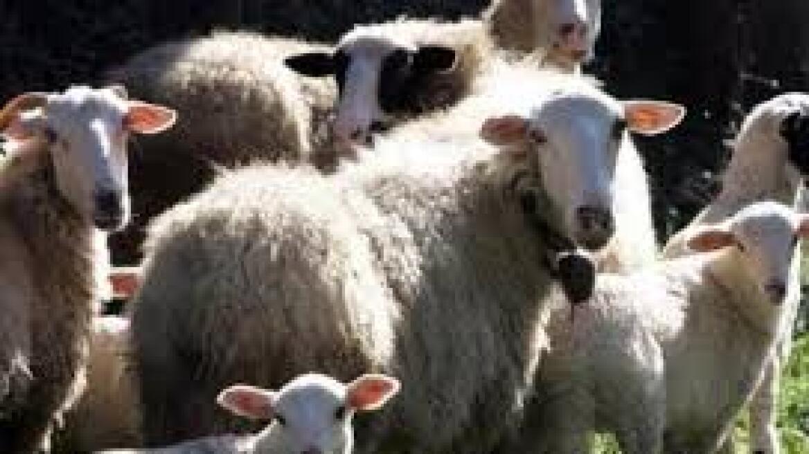 Αμαλιάδα: Αγόρασαν αρνιά με πλαστά ευρώ