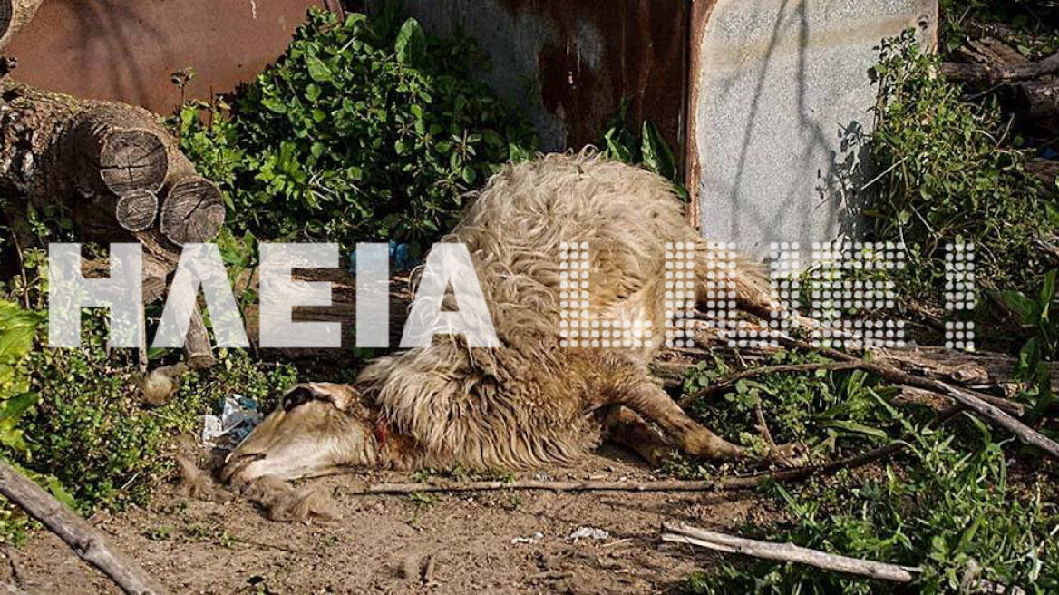 Ηλεία: Έσφαξαν ένα ολόκληρο κοπάδι πρόβατα την ώρα της Ανάστασης!