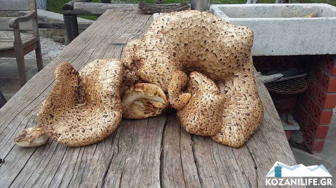 Φωτογραφίες: Μανιτάρι - «γίγας» βάρους οκτώ κιλών στο Μουζάκι Καρδίτσας