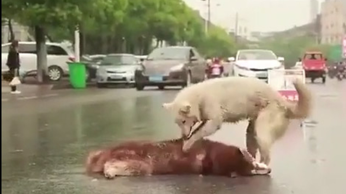 Συγκλονιστικό βίντεο: Σκύλος προσπαθεί να «ξυπνήσει» τον νεκρό του φίλο στην άσφαλτο