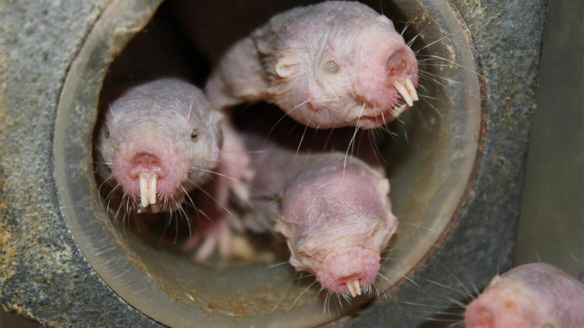 Naked mole-rats turn into plants when oxygen is low! (VIDEO)