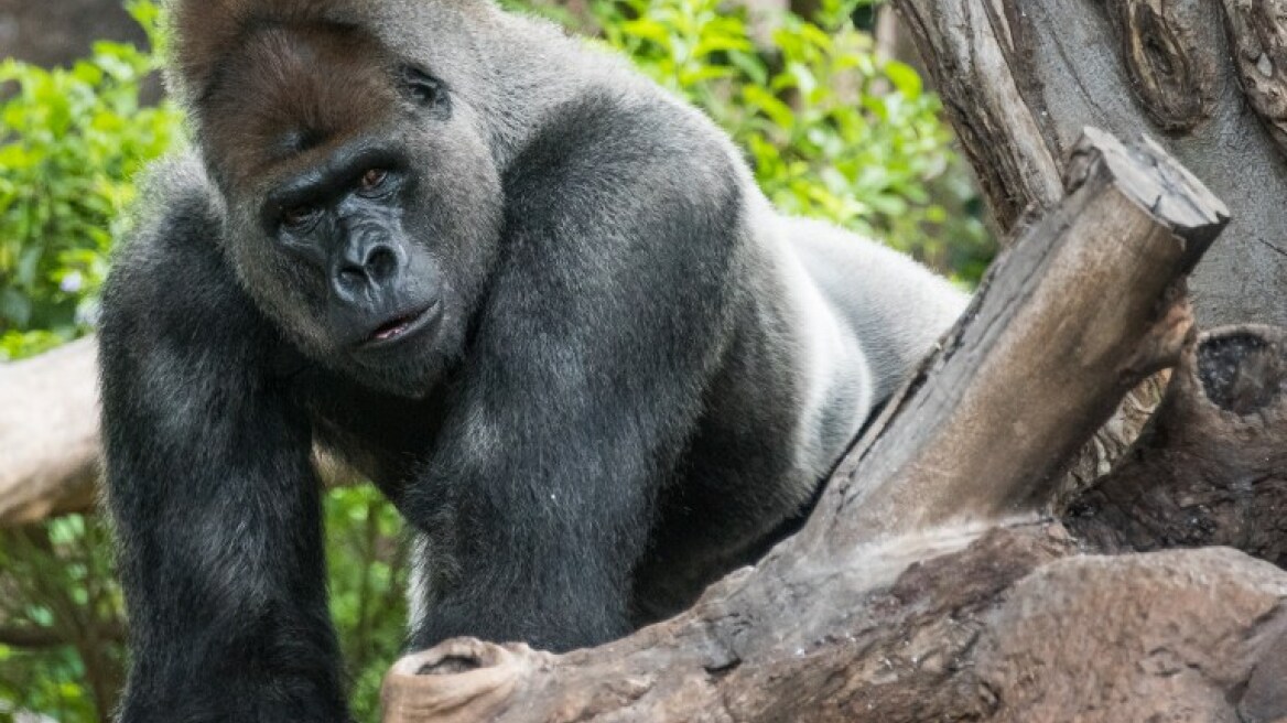 Βρετανία: Ακροδεξιά πολιτικός σύγκρινε την ομοφυλοφιλία με την έλξη που νιώθει για... γορίλες