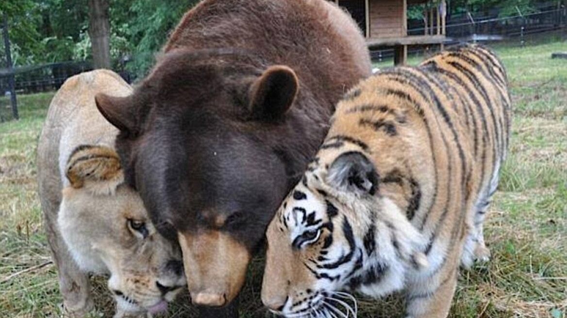 Unusual friendships: Animals you’d think cannot co-exist!