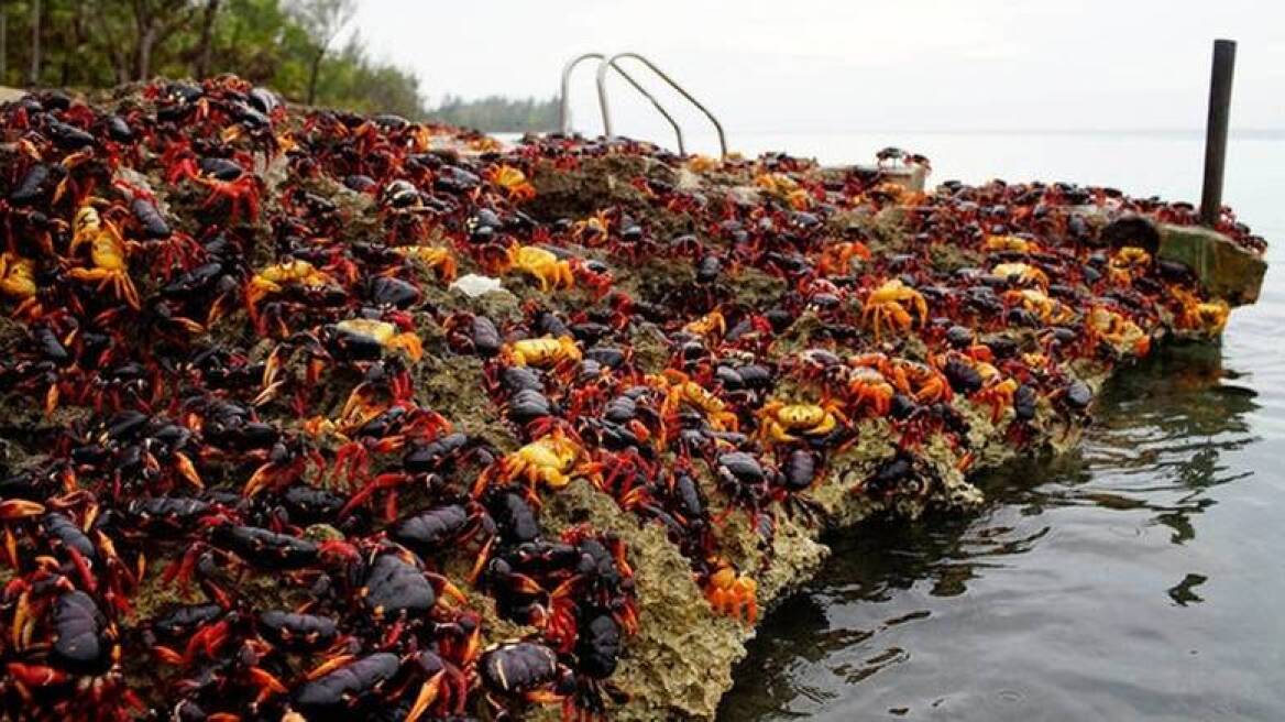 Millions of crabs “invade” Bay of Pigs in Cuba (photos)