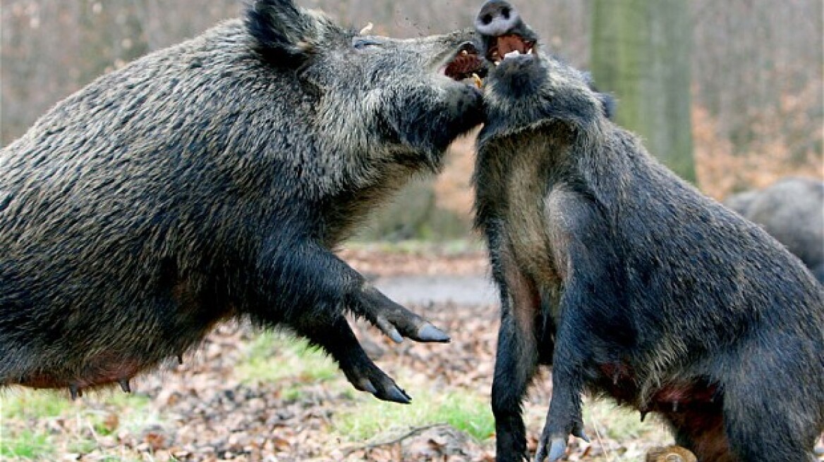 Wild boars kill 3 ISIS fighters in Iraq!