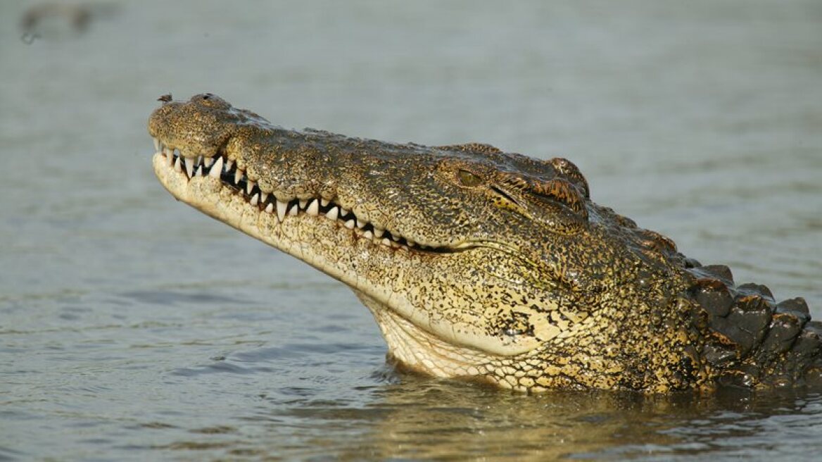 Cyprus: They are looking for…crocodiles in the dams in the occupied area!