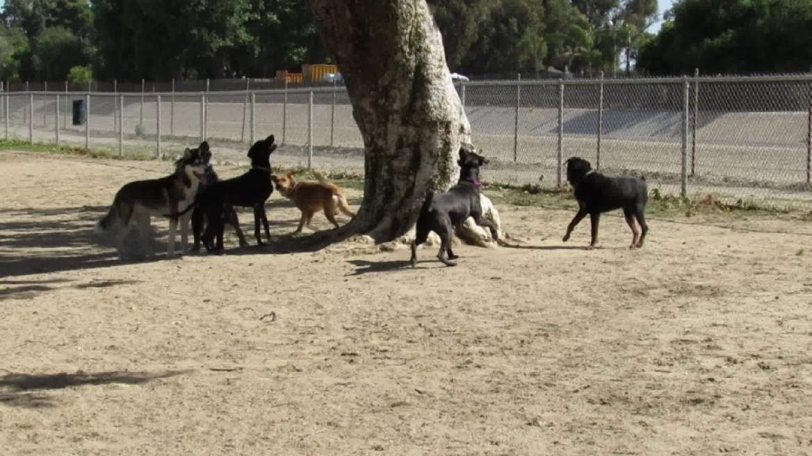 Πώς ένας σκίουρος «ξεγελάει» αγέλη σκύλων! (ΒΙΝΤΕΟ)