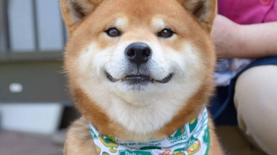 Γνωρίστε τον πιο... χαμογελαστό σκύλο του κόσμου