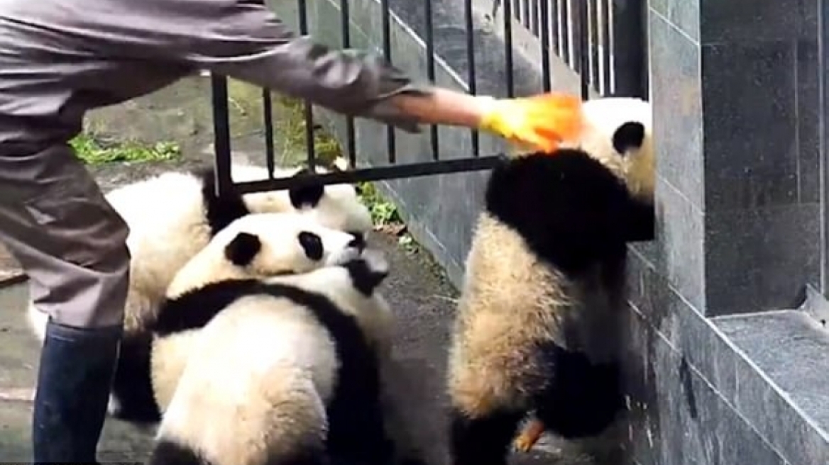 Η μεγάλη απόδραση των.... panda
