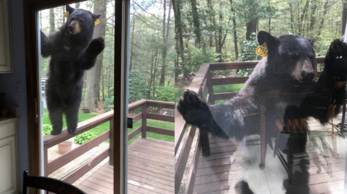 Γιατί αυτή η αρκούδα παραλίγο να... διαρρήξει σπίτι