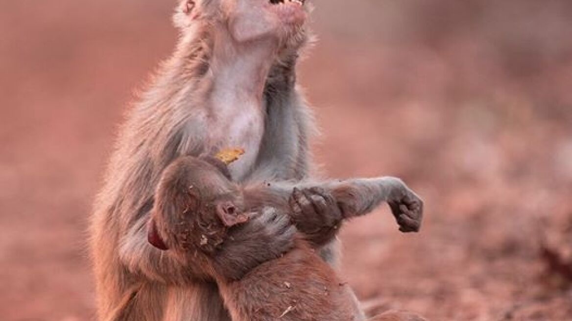 Συγκινητική φωτογραφία: Μαϊμού θρηνεί με απελπισία το «νεκρό» μωρό της