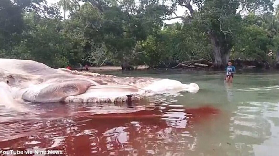 Mysterious 15-metre slimy creature! (video)