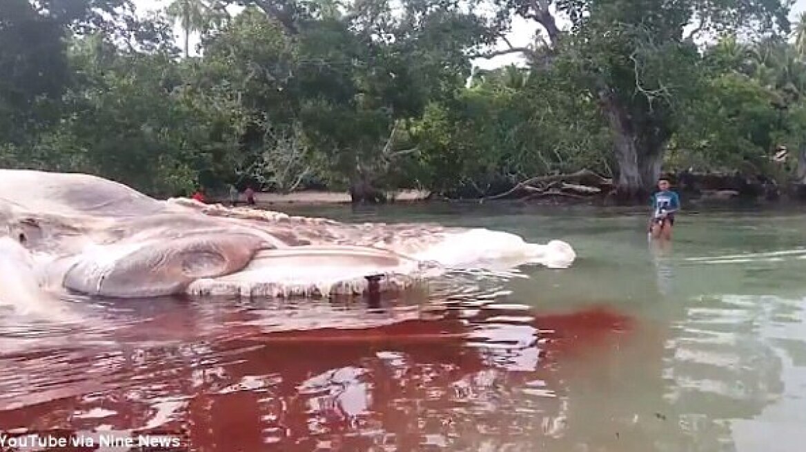 Βίντεο: Μυστηριώδες πλάσμα 15 μέτρων ξεβράστηκε σε παραλία της Ινδονησίας