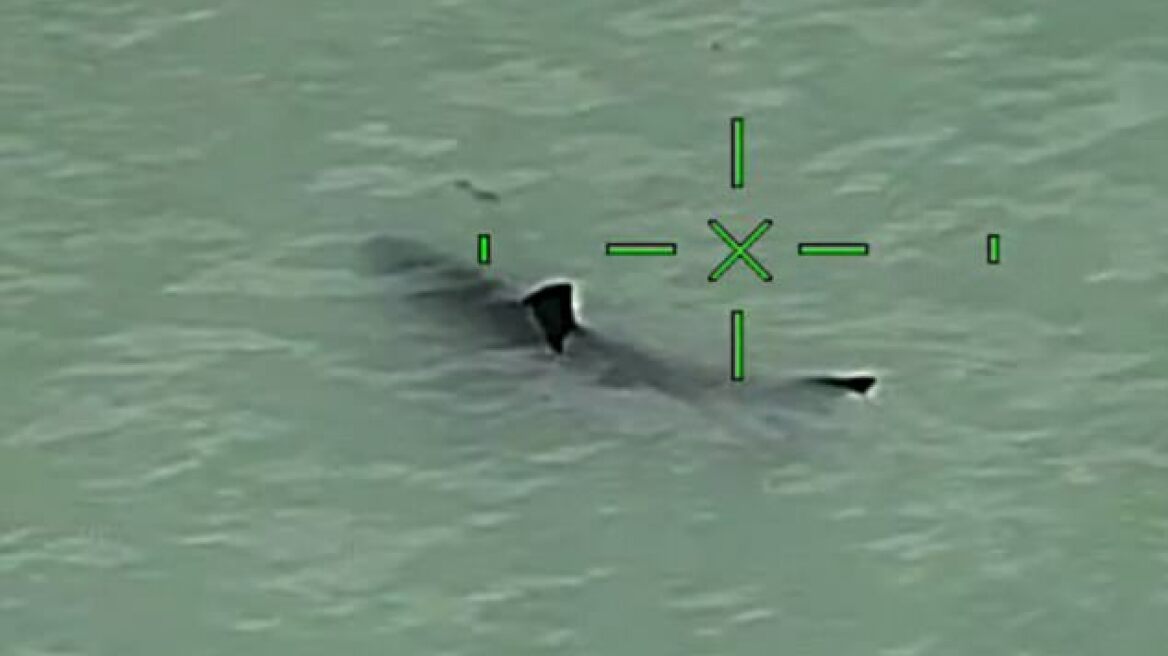 Helicopter crew warns paddleboarders they’re “next to approx. 15 Great White Sharks”! (VIDEO)
