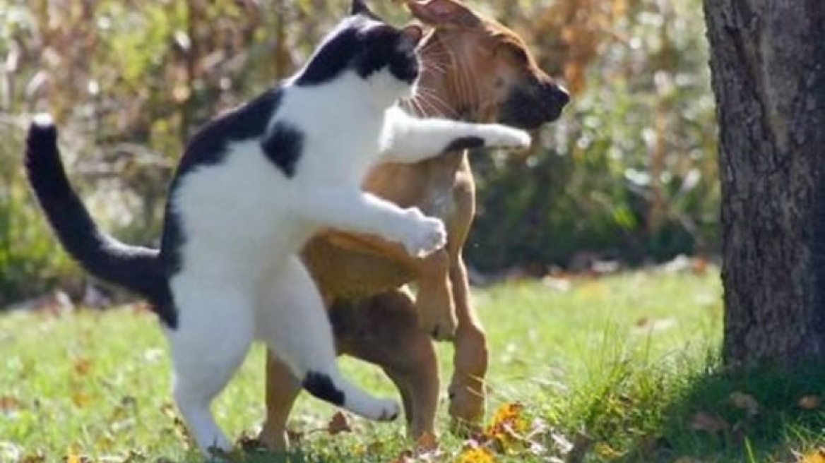 Πανικός στα... τέσσερα