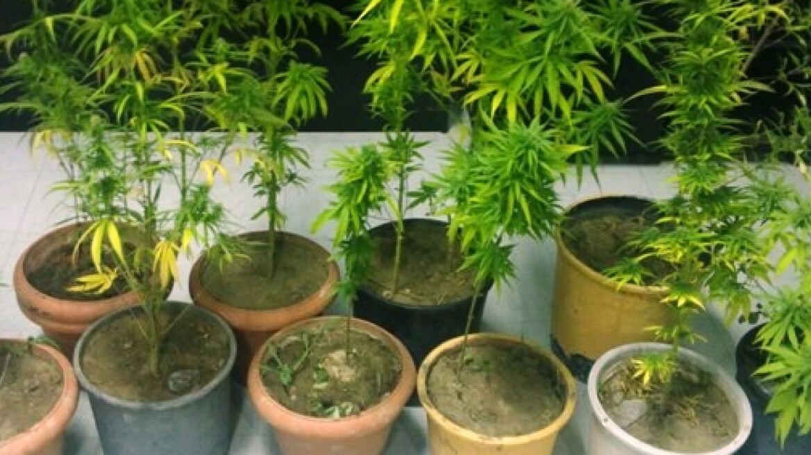 Μίνι χασισοφυτεία σε σπίτι στην Λευκάδα