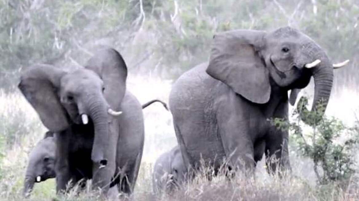 Ελέφαντες vs Μέλισσες: Δεν κερδίζει πάντα το μέγεθος