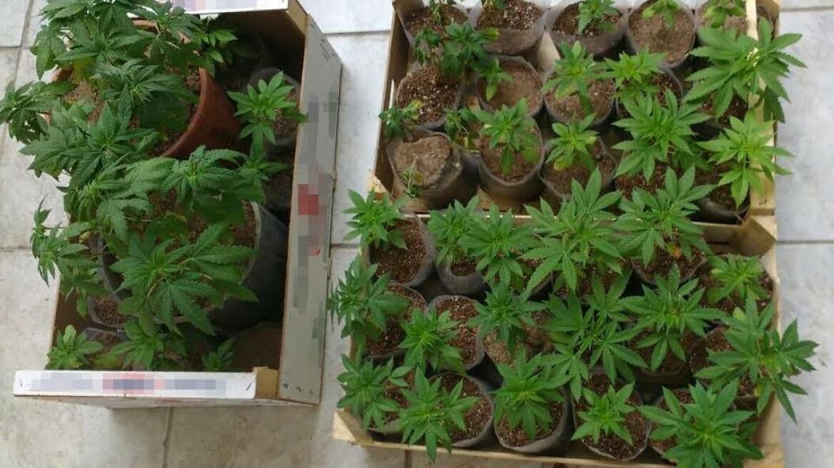 Εντόπισαν μεγάλη χασισοφυτεία στη Δράμα