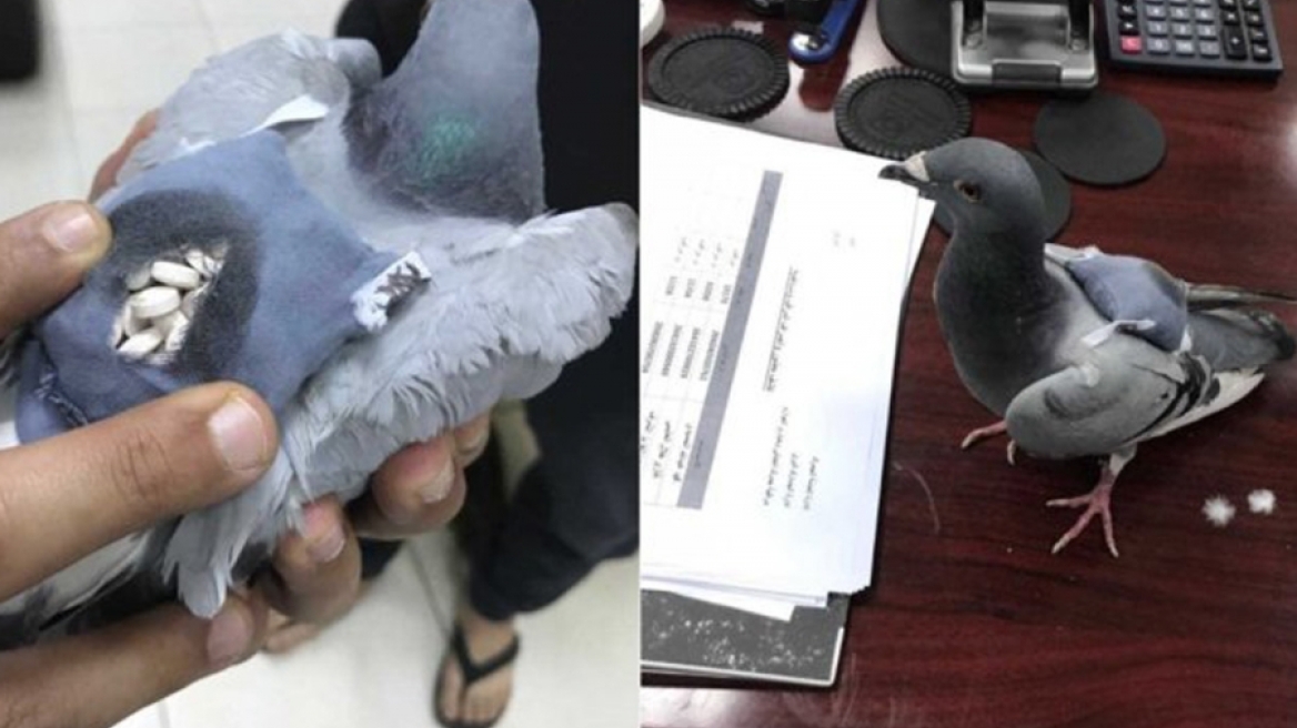 Έπιασαν περιστέρι που μετέφερε... ναρκωτικά!