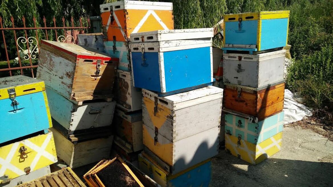 Εύβοια: Έκλεβε κυψέλες και καλλιεργούσε χασισόδεντρα