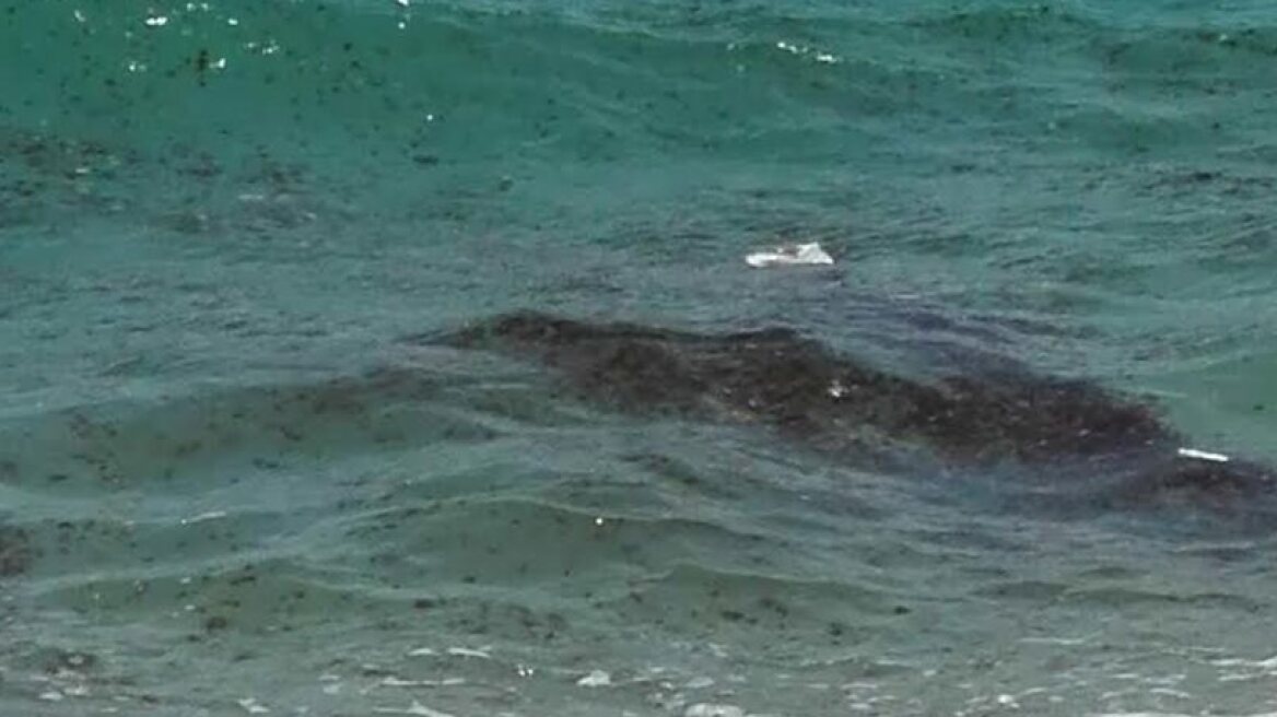 Thousands of jellyfish invade Loutraki beach (photos)