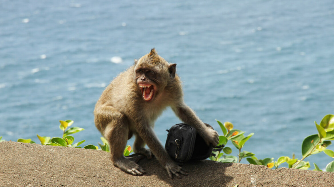 Monkey mafia steal your stuff, then sell it back for a cracker