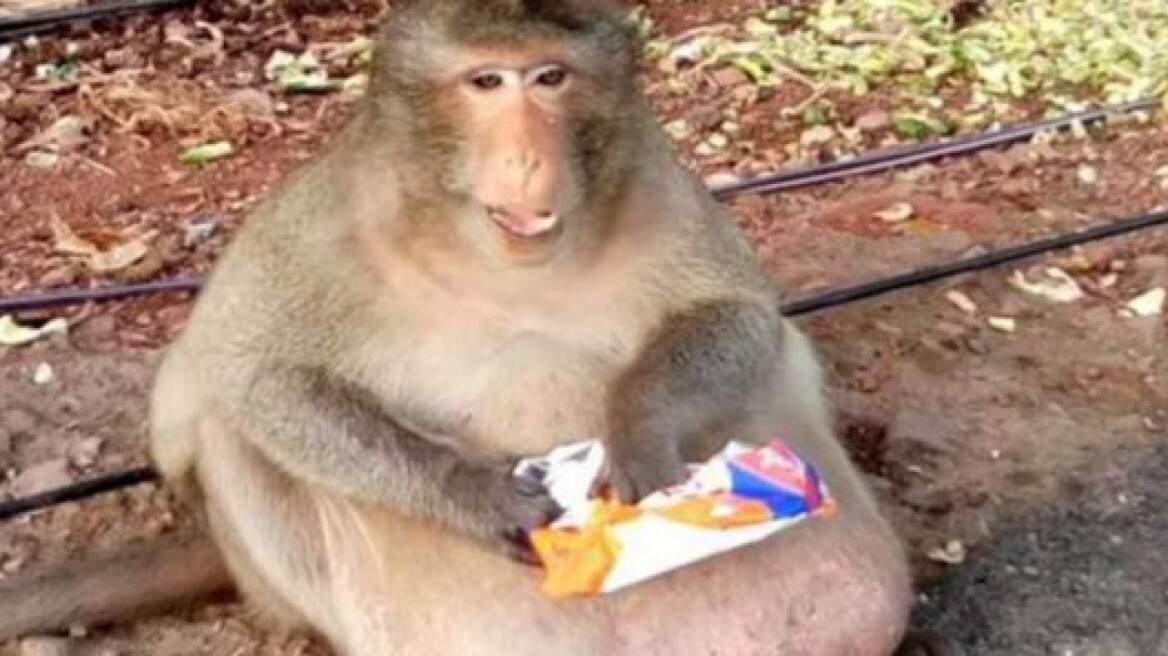 Σε δίαιτα ο πιο χοντρούλης πίθηκος της Ταϊλάνδης!