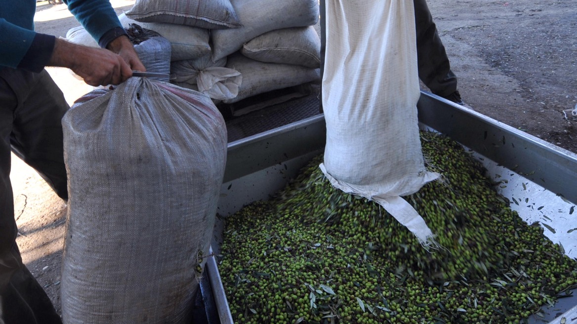 Μεσσηνία: Ελαιοτριβείο «βιτρίνα» διακίνησης χασίς