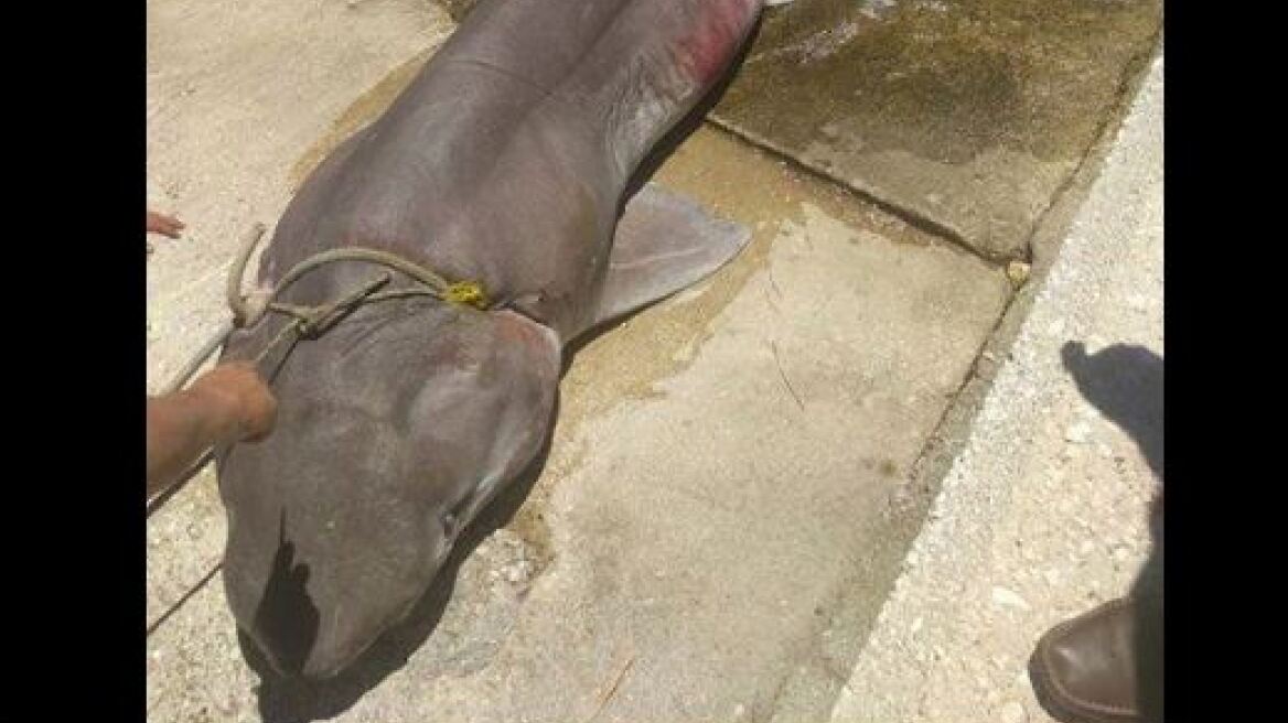 Έπιασαν καρχαρία - «σαπουνά» μήκους τριών μέτρων στην Ιθάκη