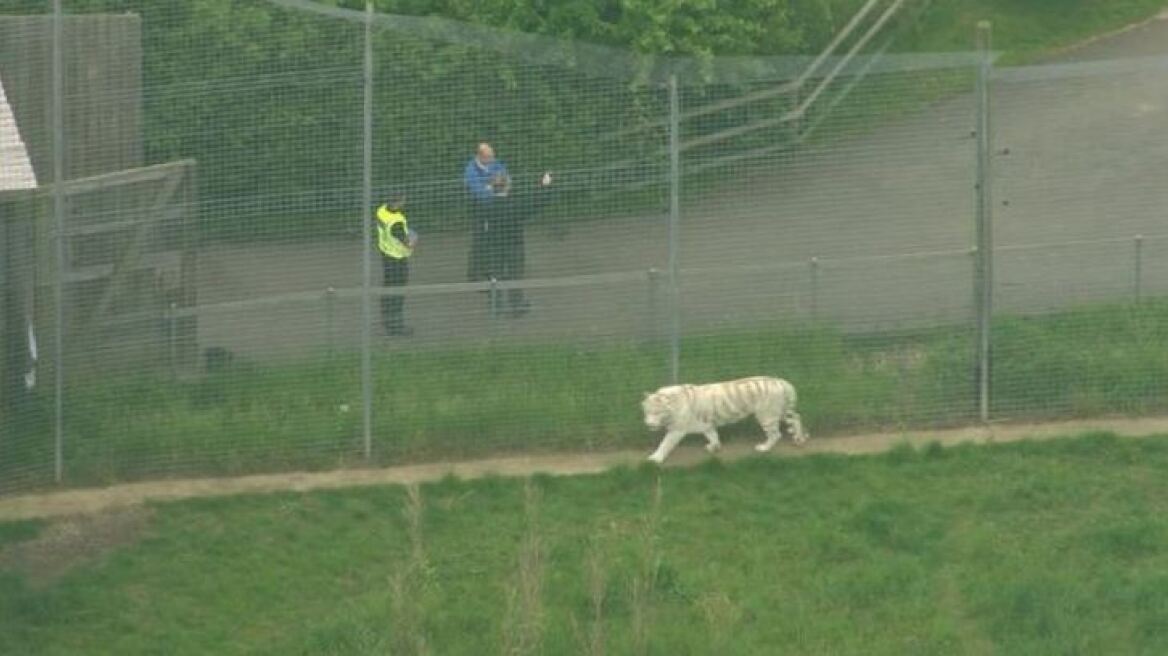 Τραγωδία στη Βρετανία: Τίγρης σκότωσε γυναίκα φύλακα σε ζωολογικό κήπο