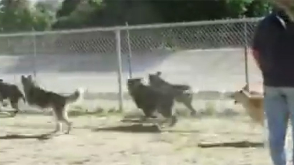 Πολυμήχανος σκίουρος vs αγέλης σκύλων