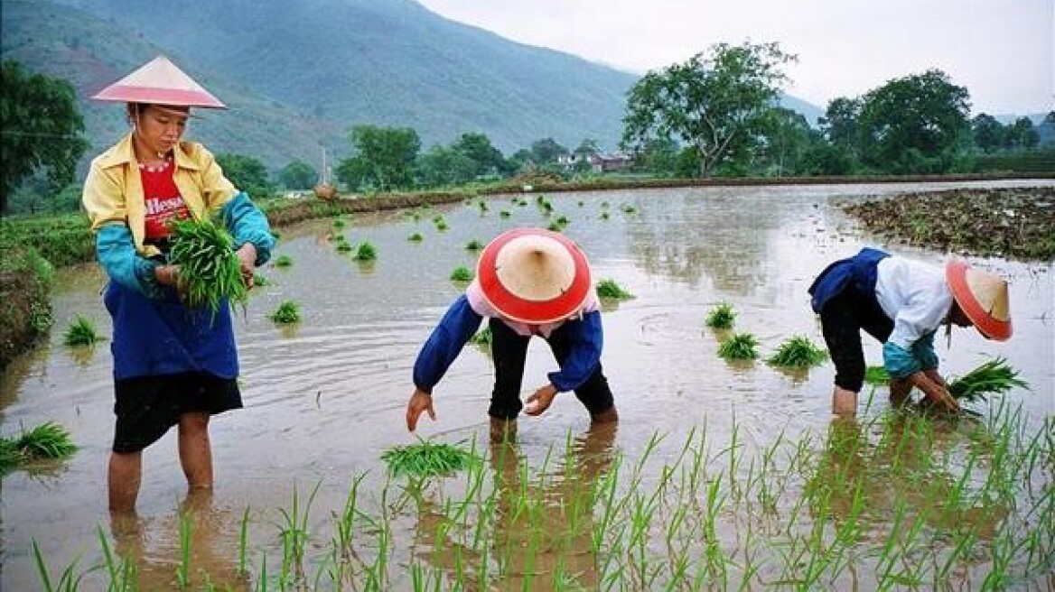 Κίνα: Βρέθηκαν φυτόλιθοι ριζιού ηλικία 9.400 ετών