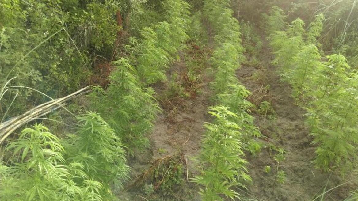 Πρέβεζα: Καλλιεργούσε 66 χασισόδεντρα στο χωράφι του