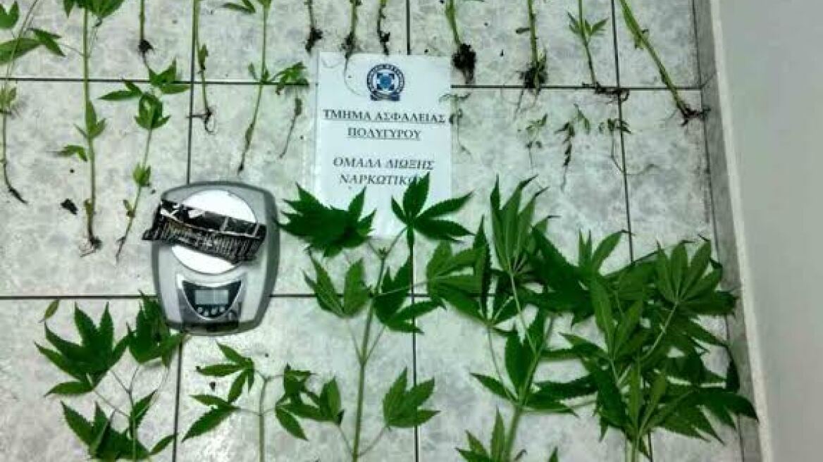 Χαλκιδική: Συνελήφθησαν πατέρας και γιος με χασισοφυτεία